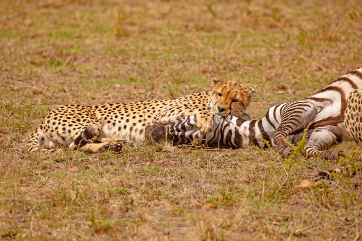 הספארי בקניה: סיור מרתק דרך עדשת המצלמה