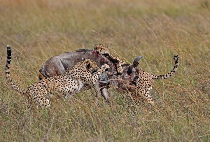 הספארי בקניה: סיור מרתק דרך עדשת המצלמה