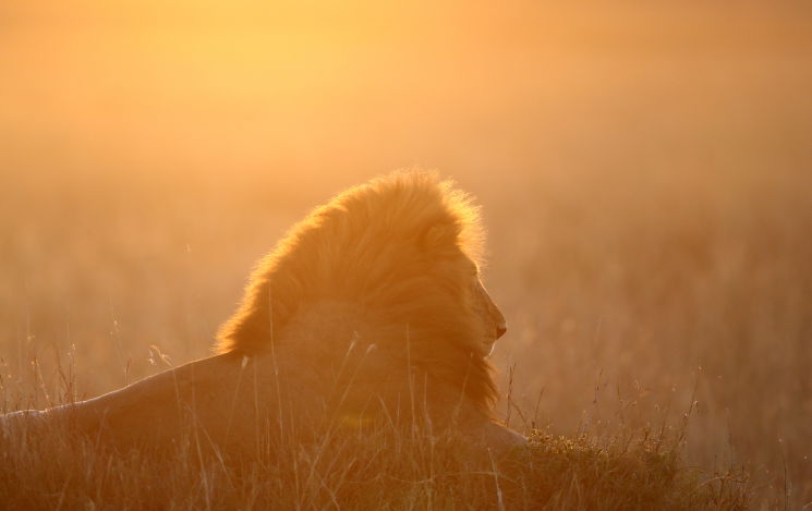 הספארי בקניה: סיור מרתק דרך עדשת המצלמה