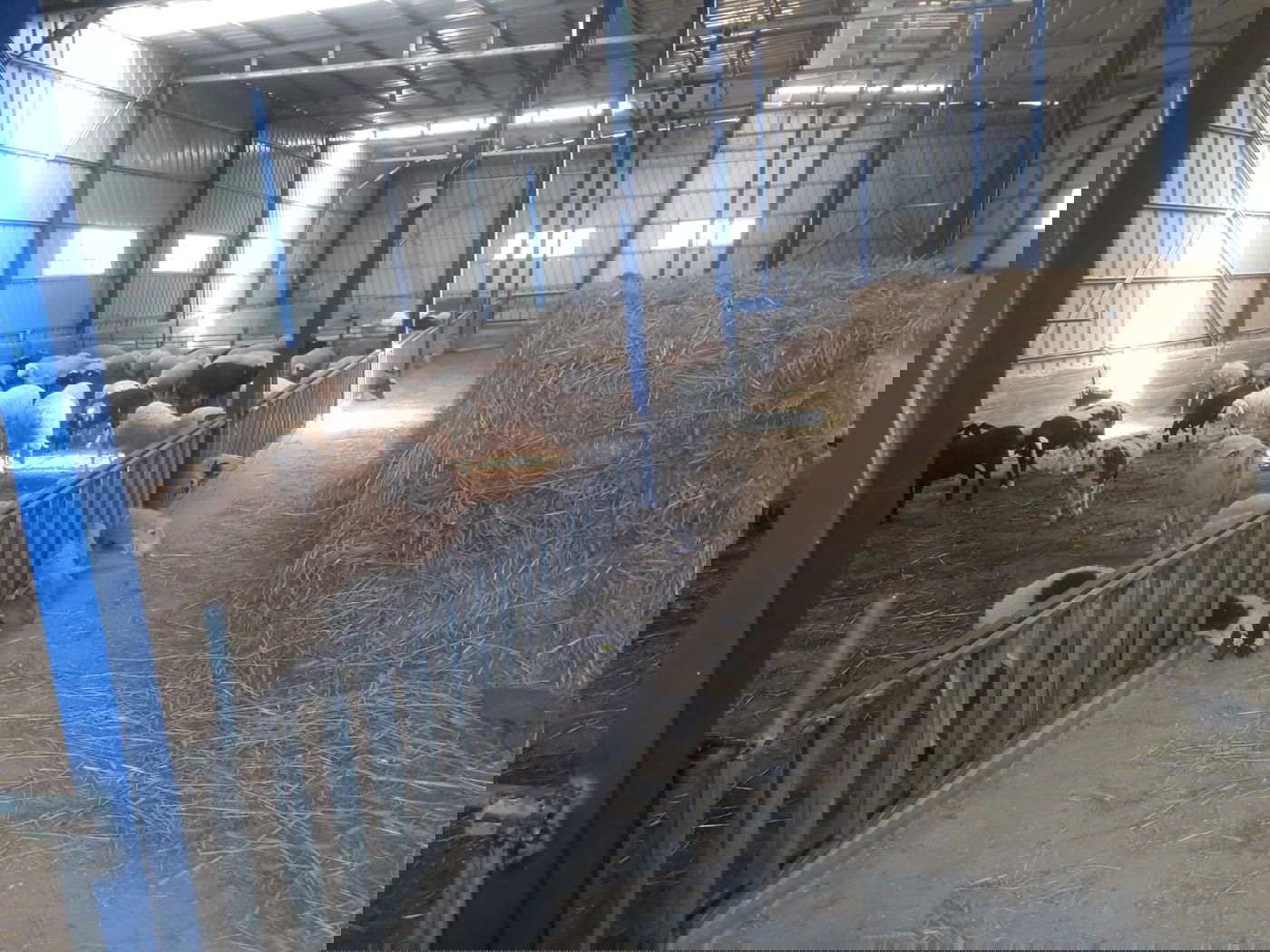 זעזוע: ארבעת ספרי התורה אותרו מושלכים בדיר העיזים