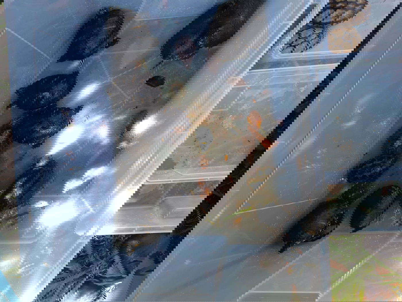 4,400 זוחלים נתפסו במבצע בינלאומי. צפו