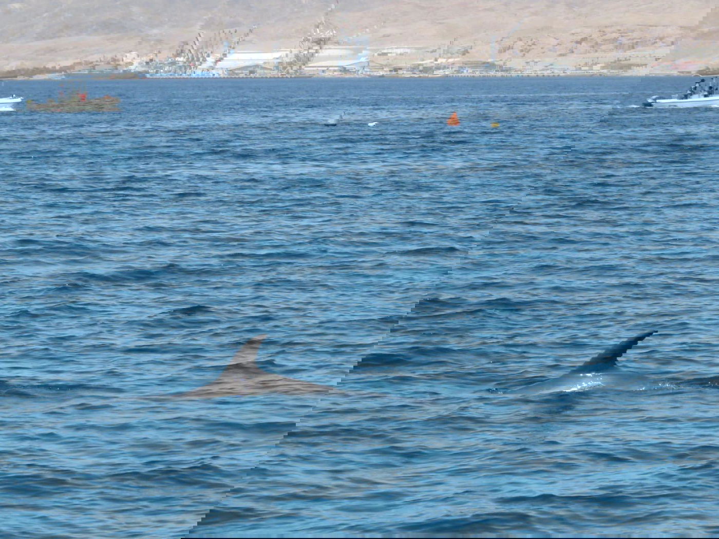 דולפינן נצפה לבדו בחוף הצפוני באילת