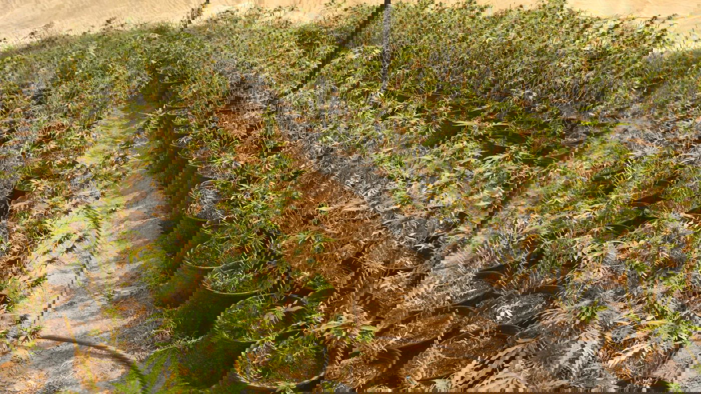 באמצע הכביש: לוחמי מג"ב עצרו מסיע שב"ח