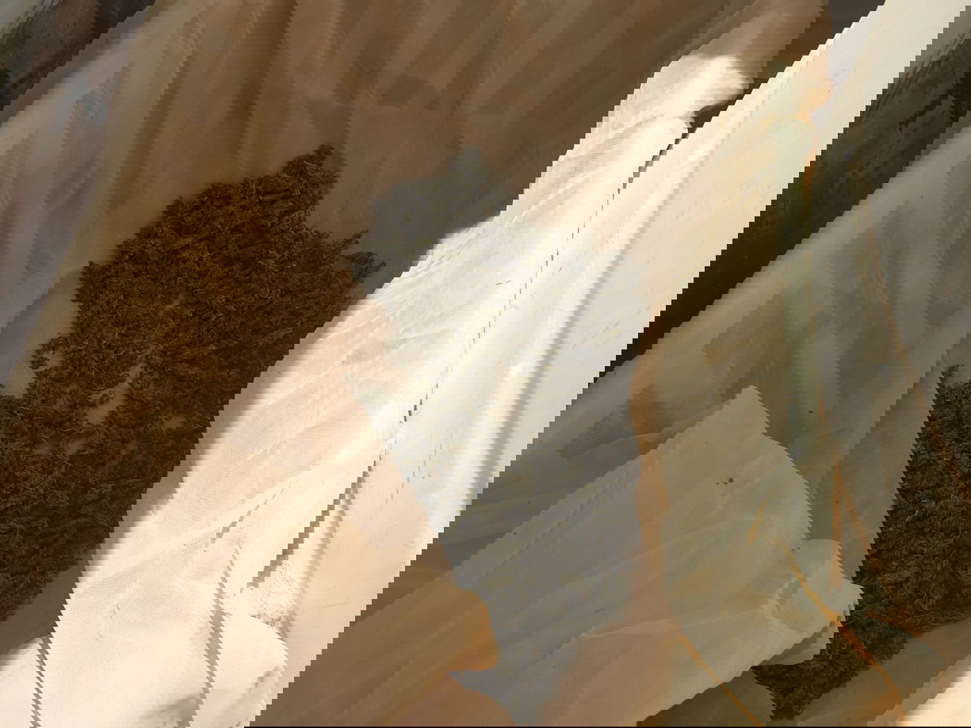 באמצע הכביש: לוחמי מג"ב עצרו מסיע שב"ח