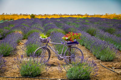שדה אזוביון (לבנדר) במושב כנף בצפון