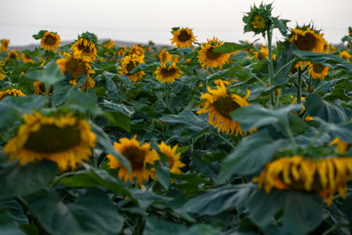 התחזית: עליה בטמפרטורות, עומס חום כבד