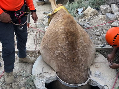 תיעוד: הגמל נפל לבור הביוב - וחולץ בשלום