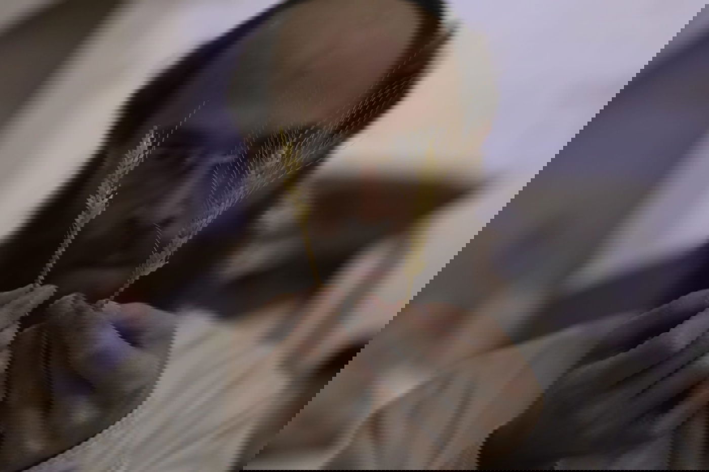 מתכוננים לפסח: החיטה למצות נדושה • צפו