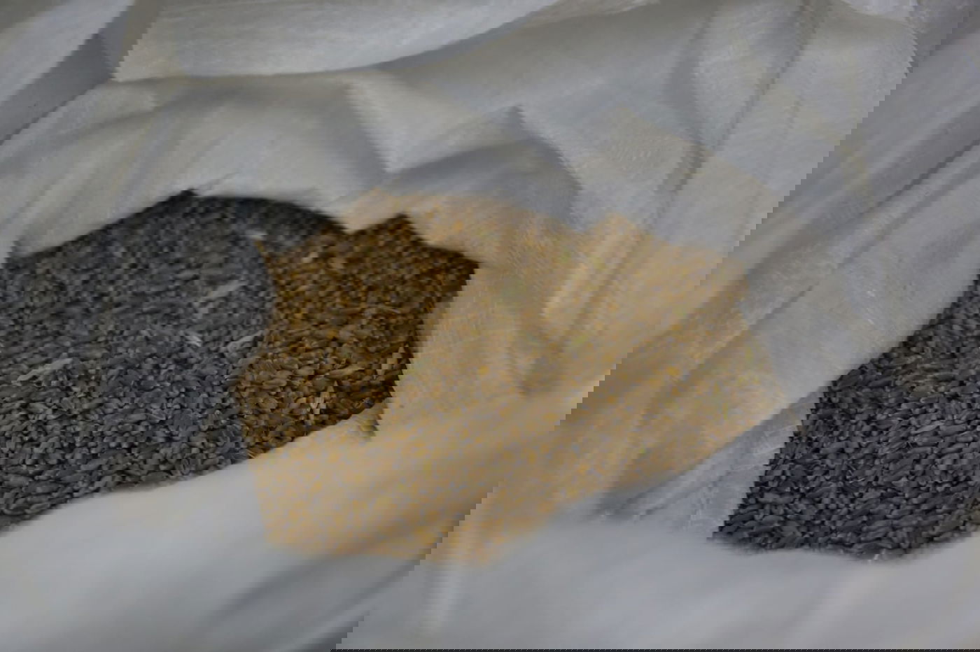 מתכוננים לפסח: החיטה למצות נדושה • צפו