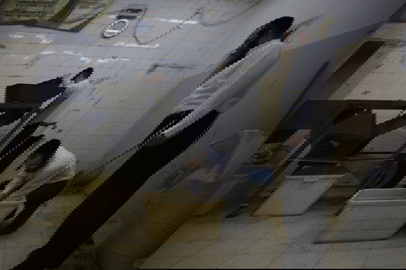 מתכוננים לפסח: החיטה למצות נדושה • צפו