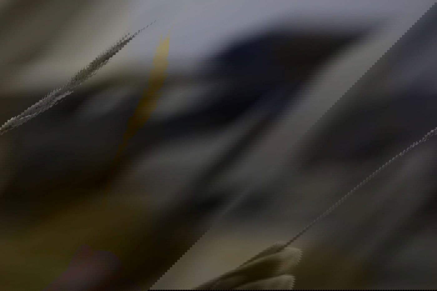 מתכוננים לפסח: החיטה למצות נדושה • צפו