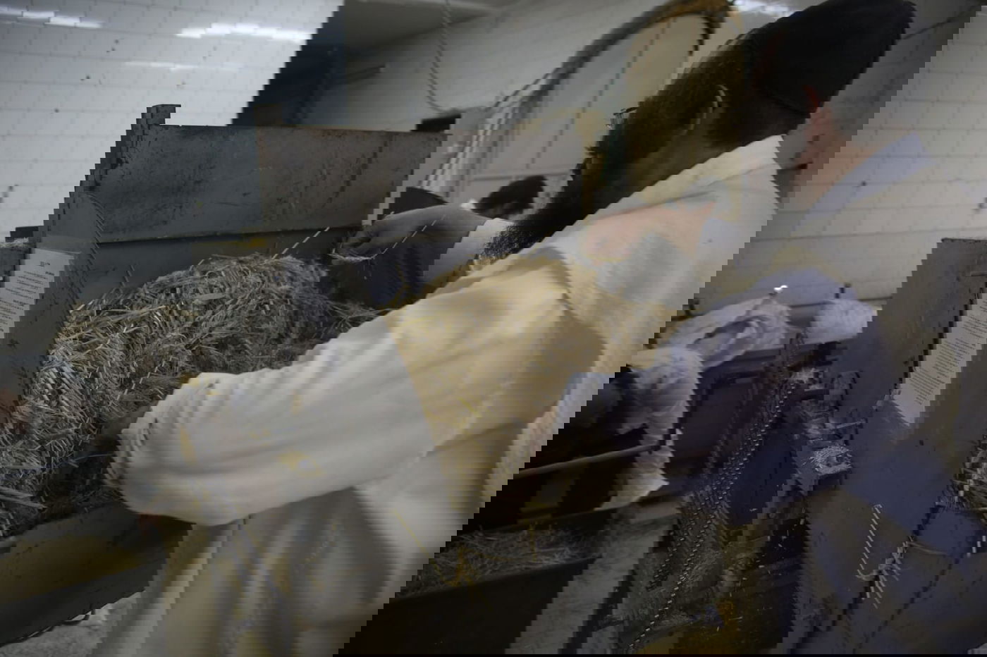 מתכוננים לפסח: החיטה למצות נדושה • צפו