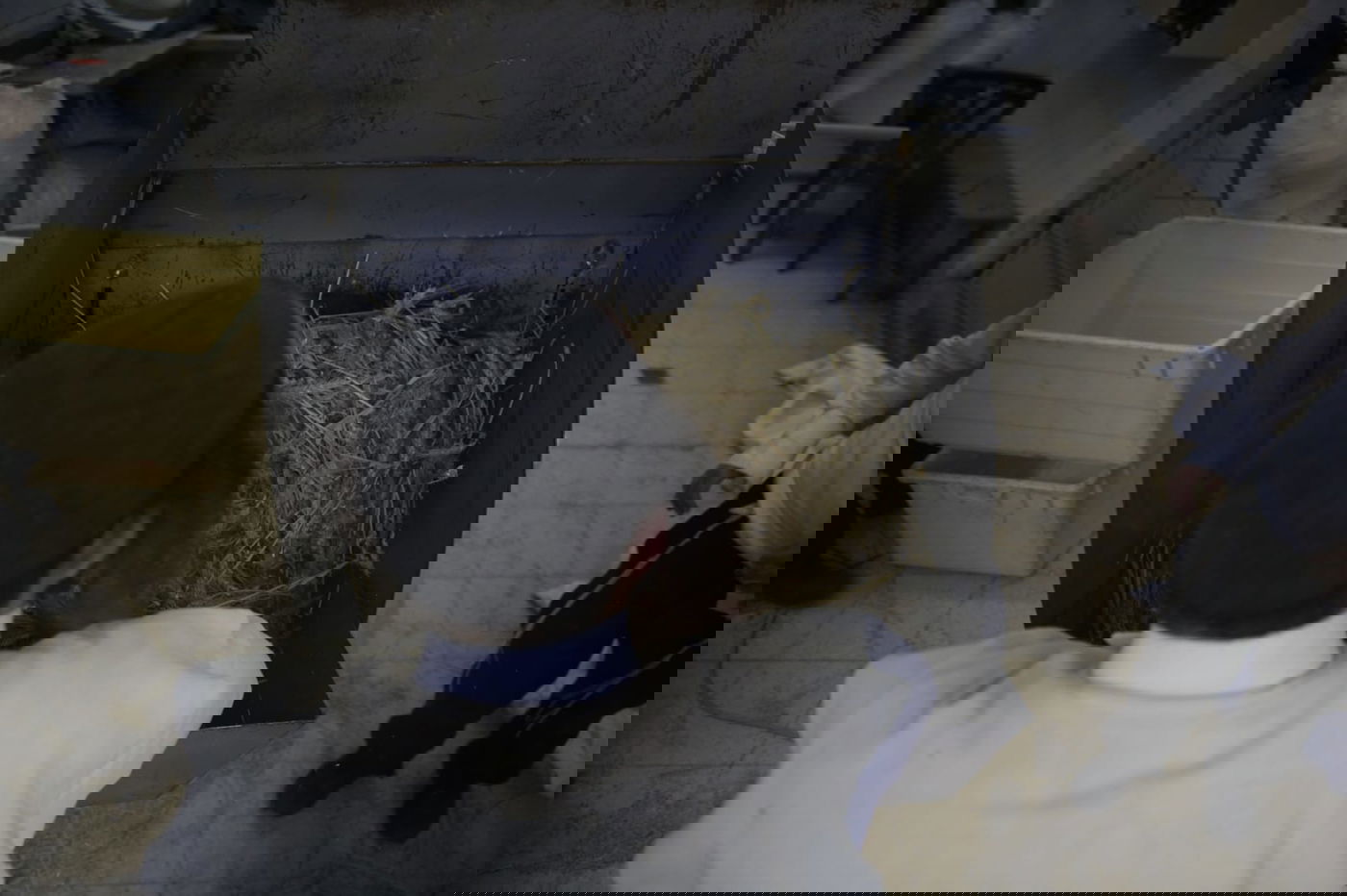 מתכוננים לפסח: החיטה למצות נדושה • צפו