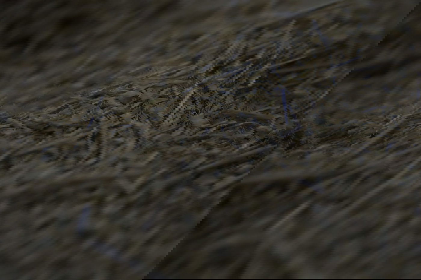 מתכוננים לפסח: החיטה למצות נדושה • צפו