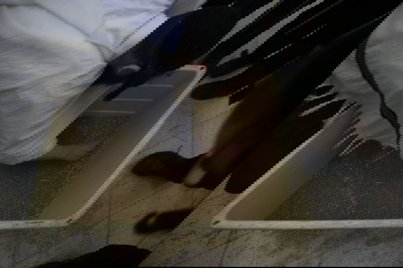 מתכוננים לפסח: החיטה למצות נדושה • צפו