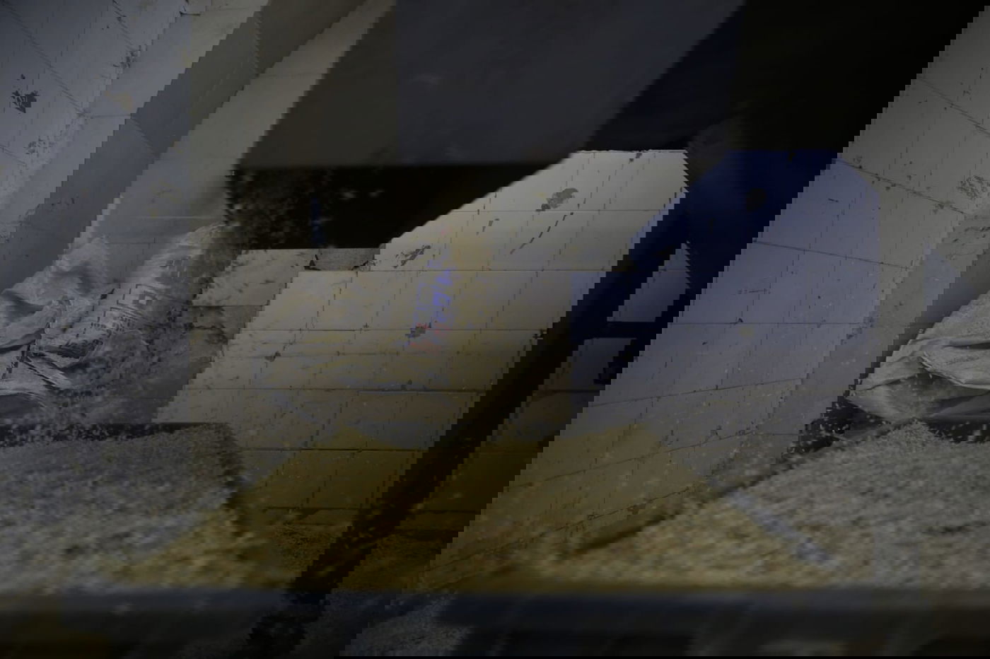 מתכוננים לפסח: החיטה למצות נדושה • צפו