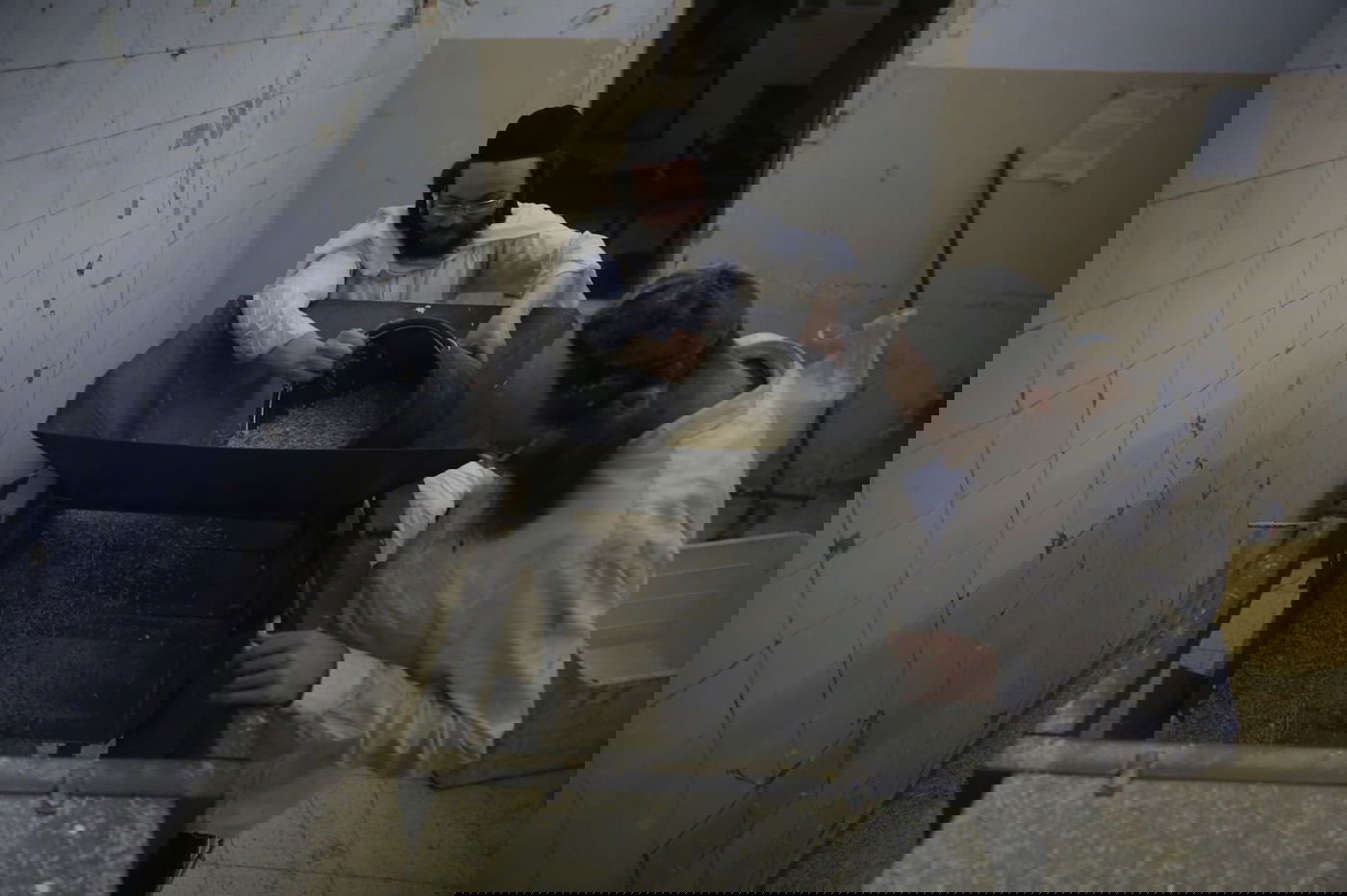 מתכוננים לפסח: החיטה למצות נדושה • צפו