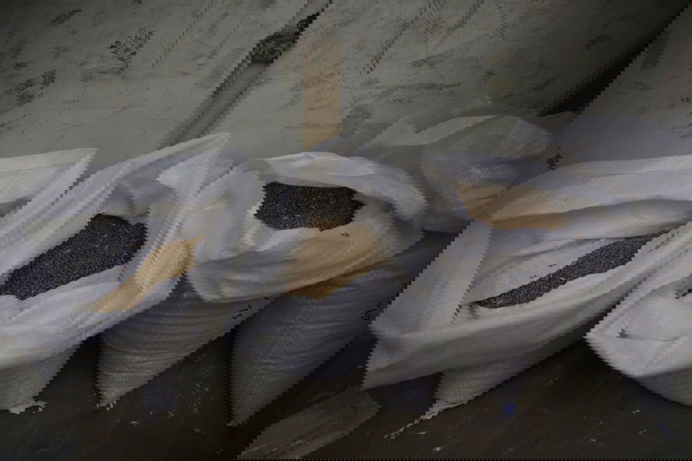 מתכוננים לפסח: החיטה למצות נדושה • צפו