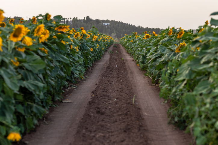 שדה חמניות ליד לטרון