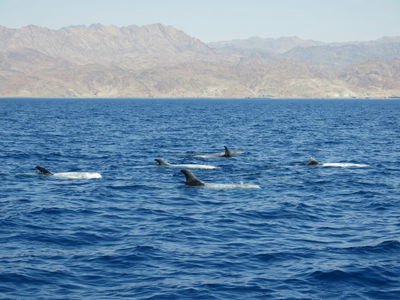 צפו: ארבעים דולפיני 'גרמפוס' במפרץ אילת