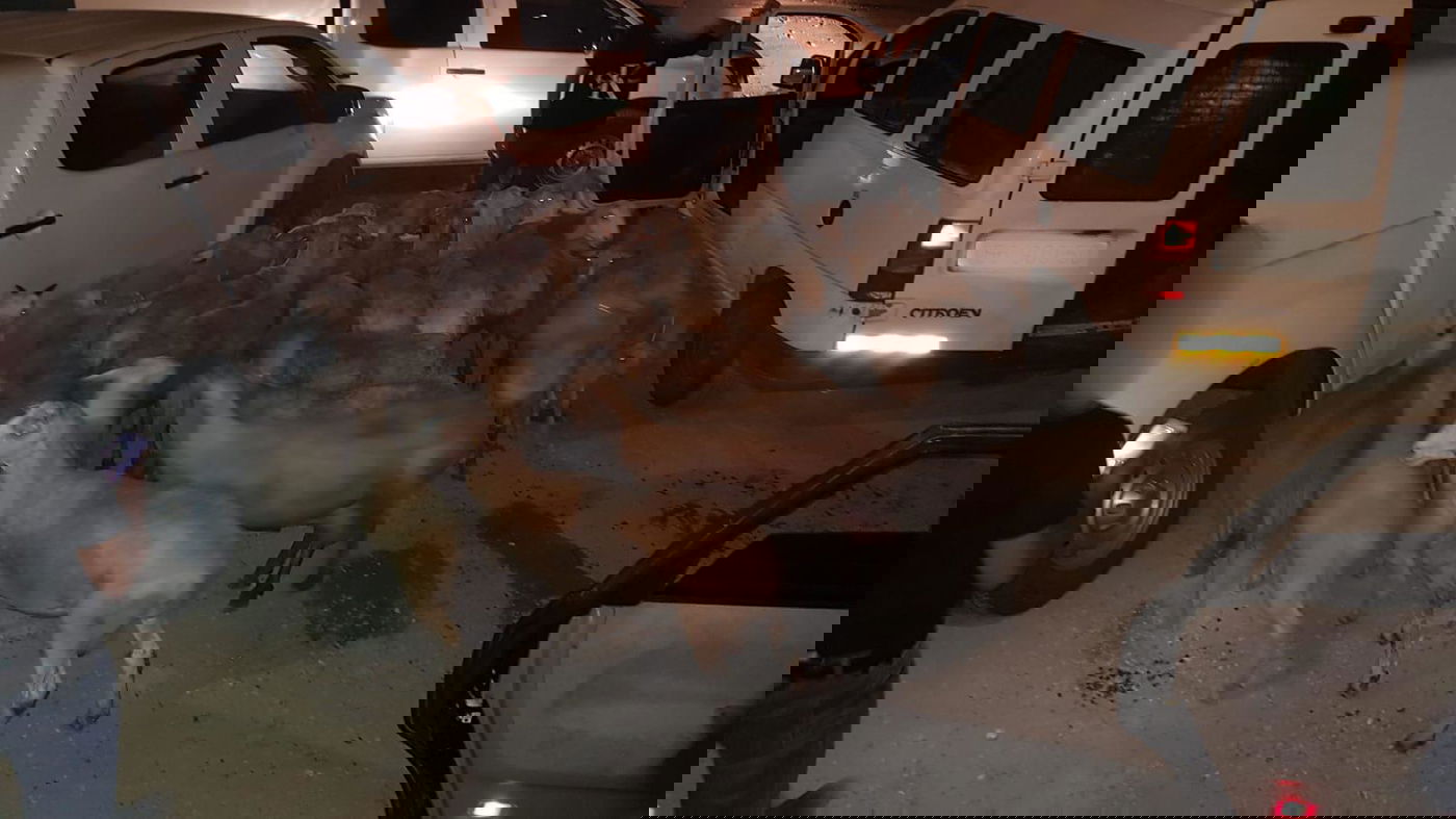 גנבי הכבשים ניגחו ניידות וניסו להימלט. צפו