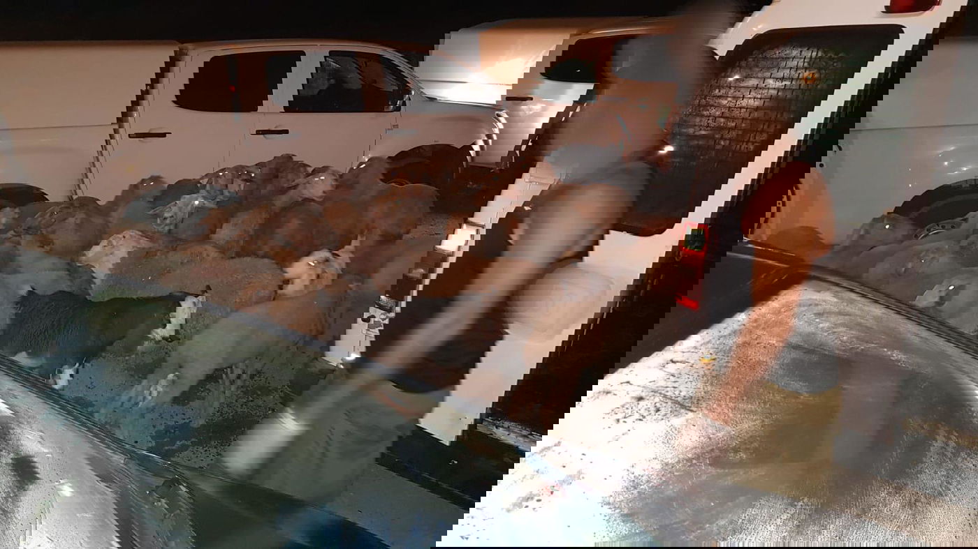 גנבי הכבשים ניגחו ניידות וניסו להימלט. צפו