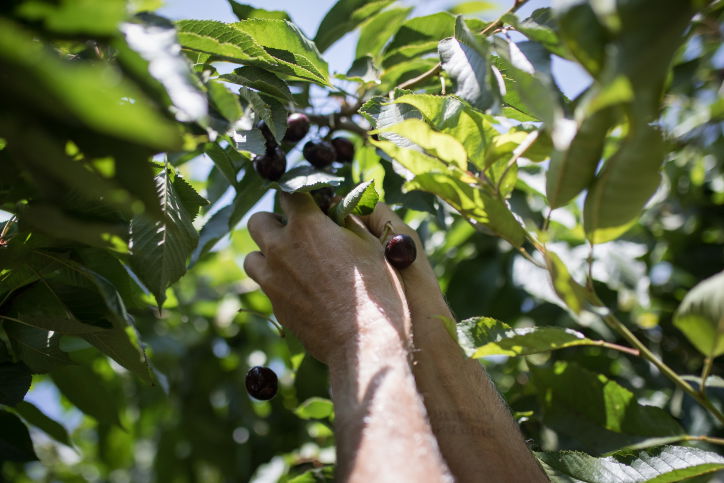תיעוד: כך נראה קטיף הדובדבנים ברמת הגולן