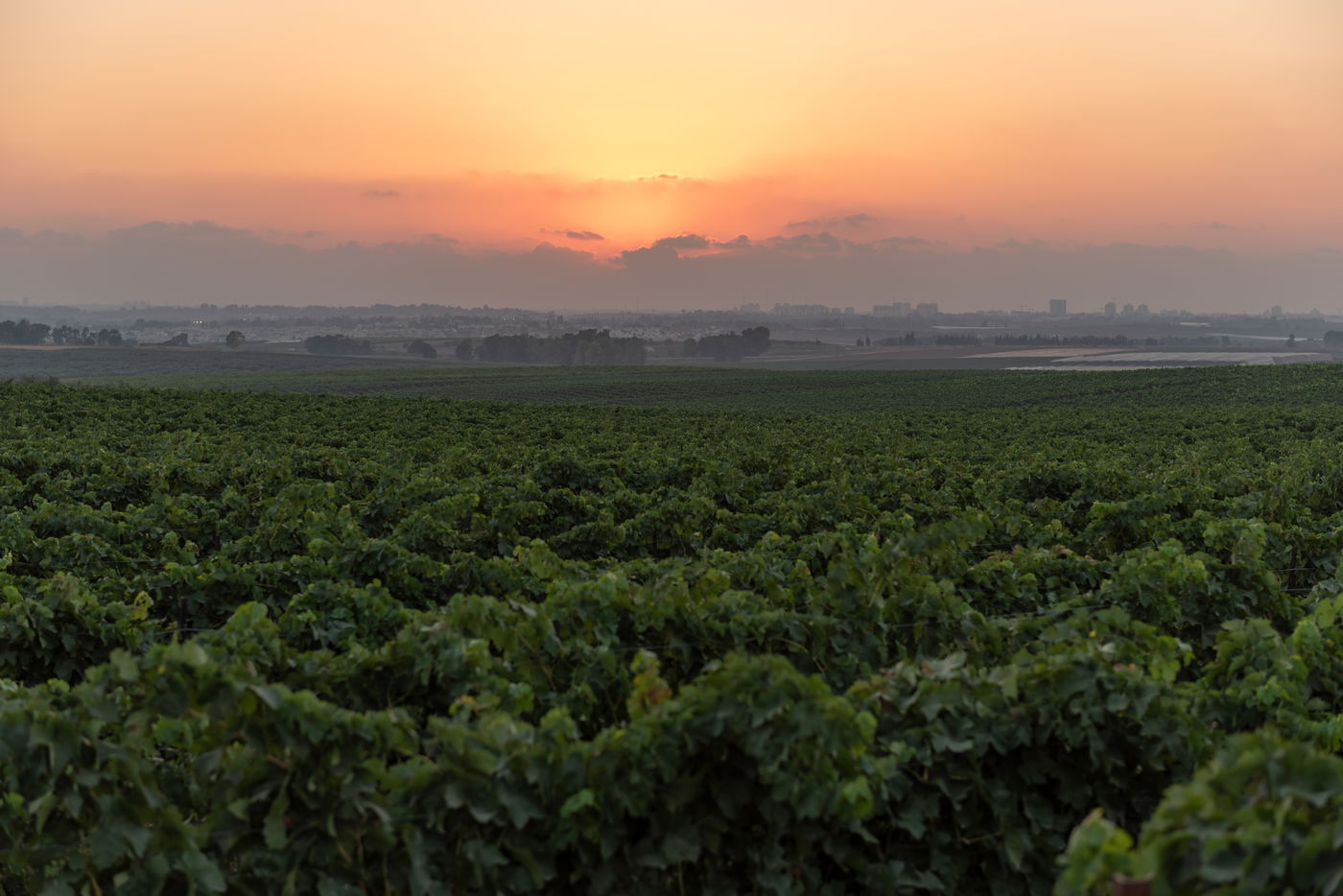 במרכז הארץ: כרמים ואשכולות ענבים. צפו