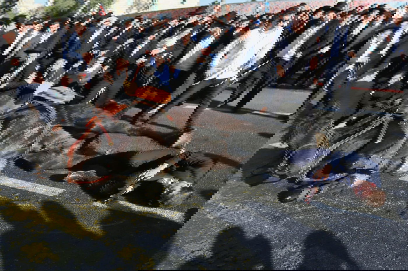 תיעוד דרמטי: החלקת הפרש, נפילת הסוס ופציעת המפגין