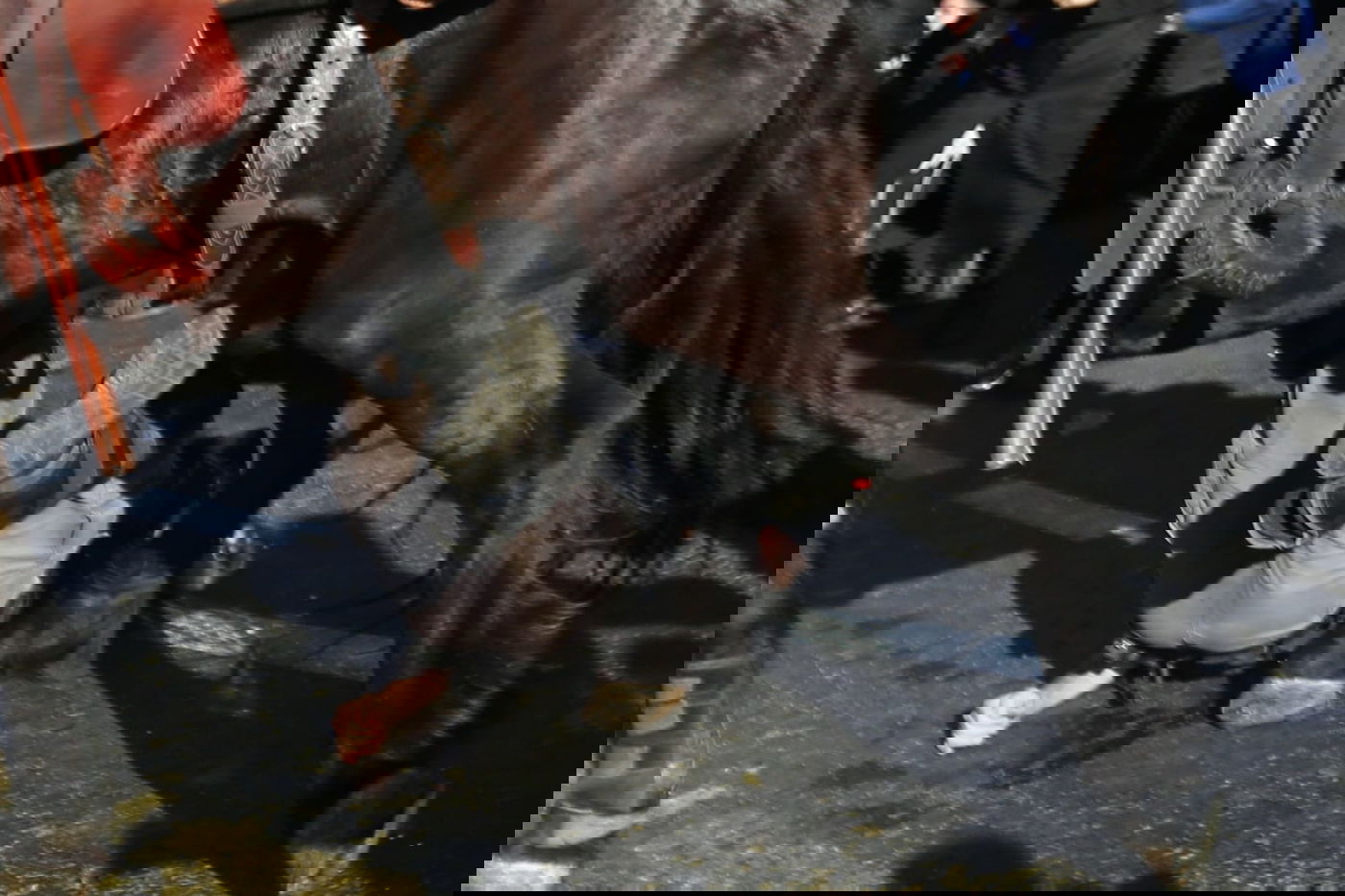 תיעוד דרמטי: החלקת הפרש, נפילת הסוס ופציעת המפגין