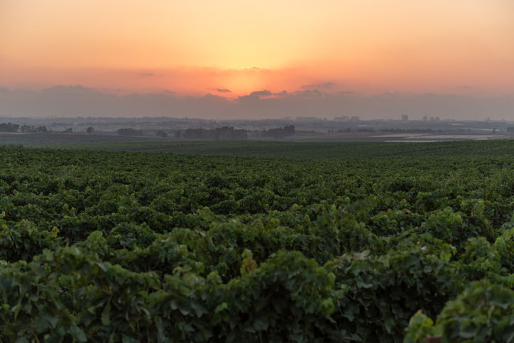 גפנים באזור לטרון
