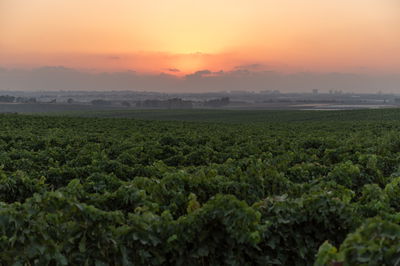 גפנים באזור לטרון