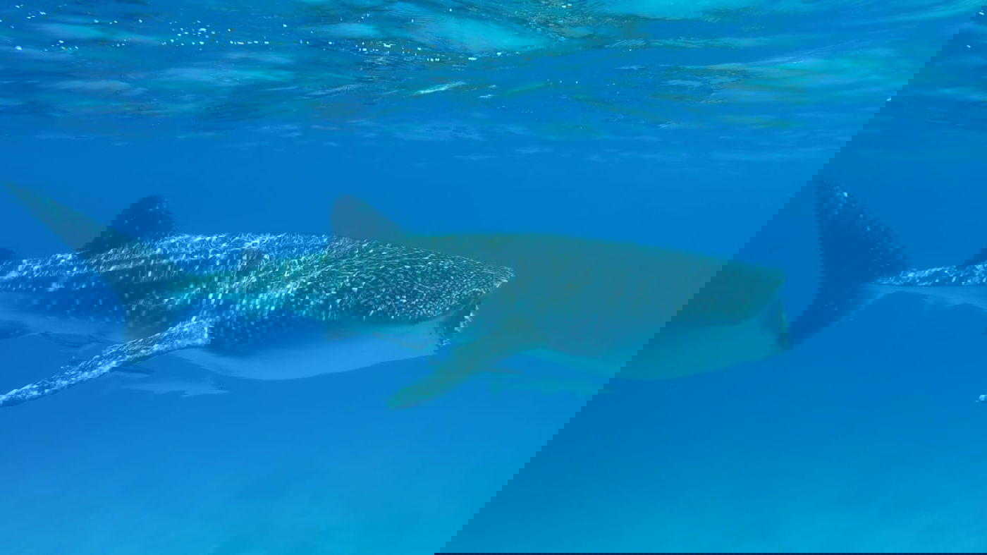 צפו בתיעוד: כריש לוויתן תועד במפרץ אילת