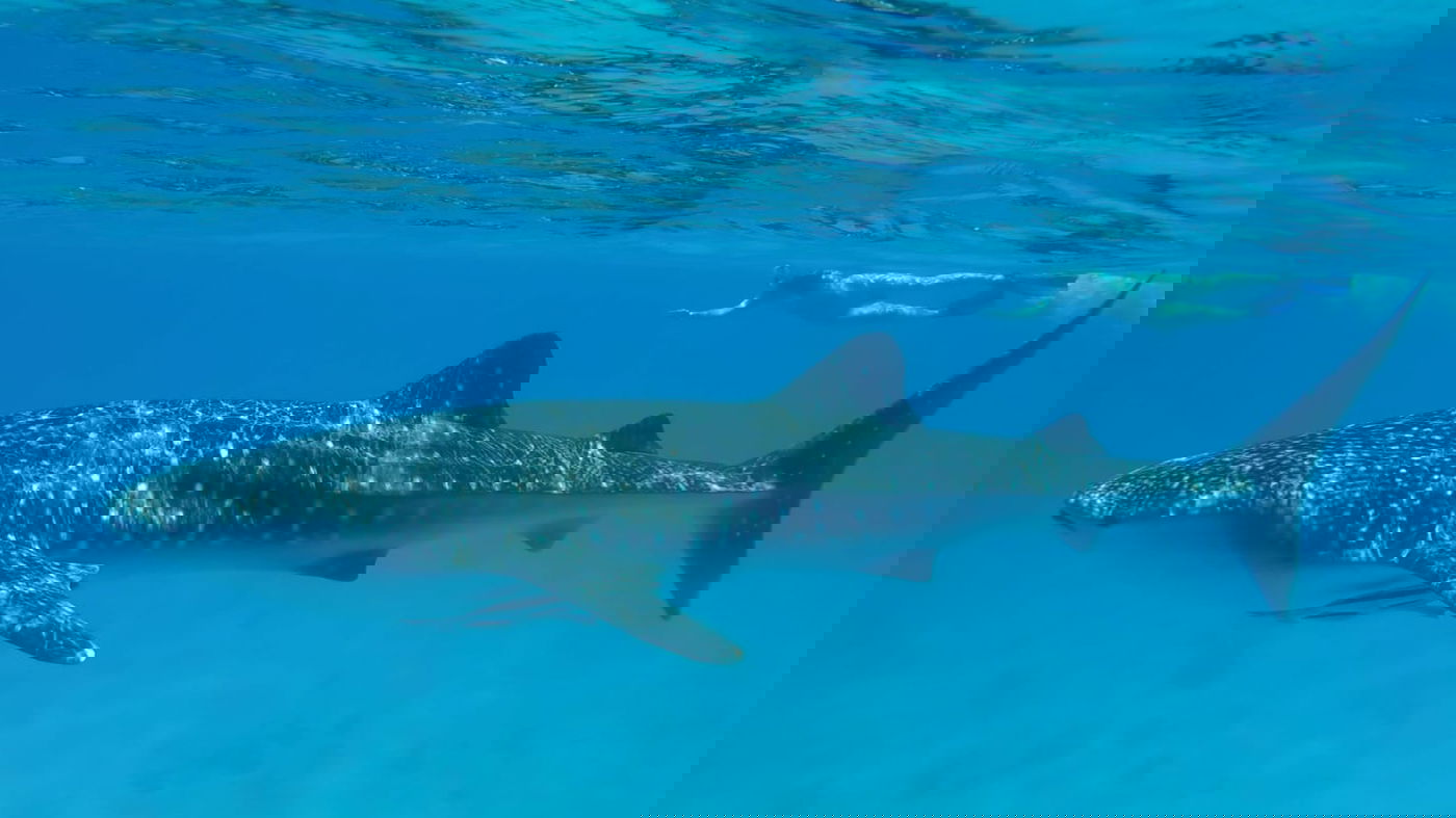 צפו בתיעוד: כריש לוויתן תועד במפרץ אילת