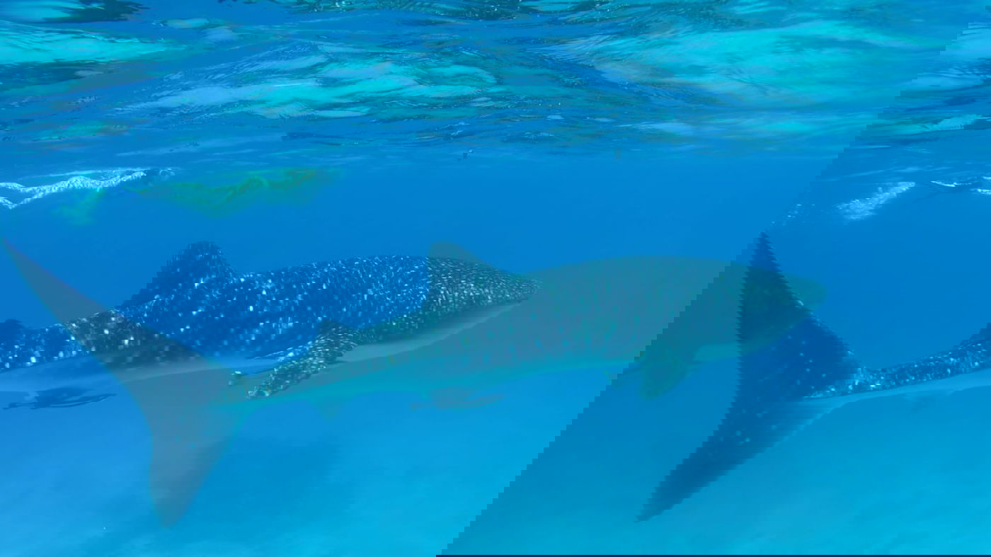 צפו בתיעוד: כריש לוויתן תועד במפרץ אילת