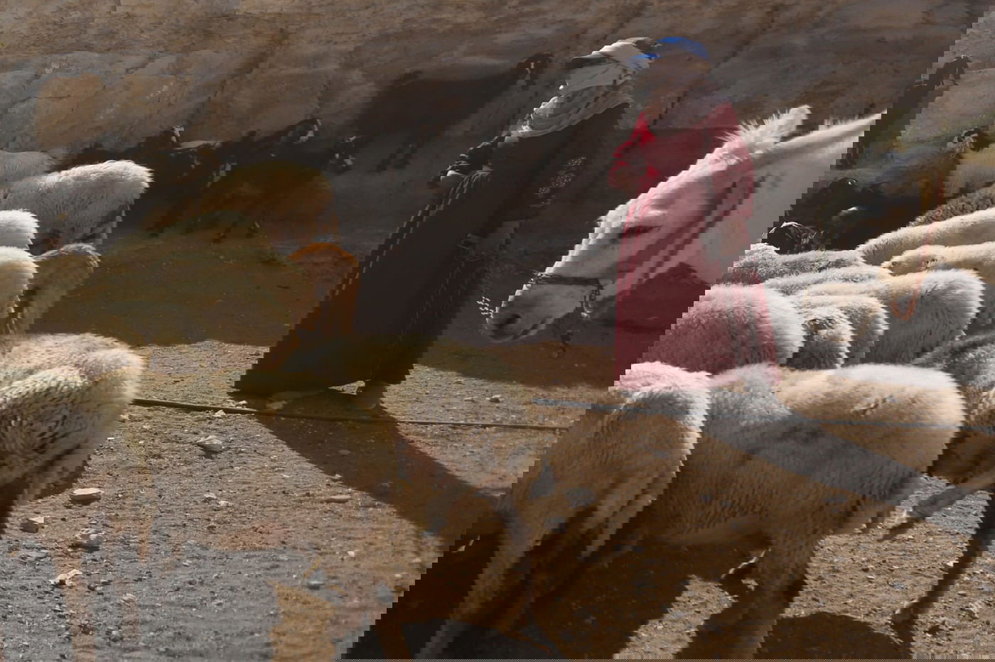 תיעוד: החיים השלווים של הבדואים במדבר יהודה