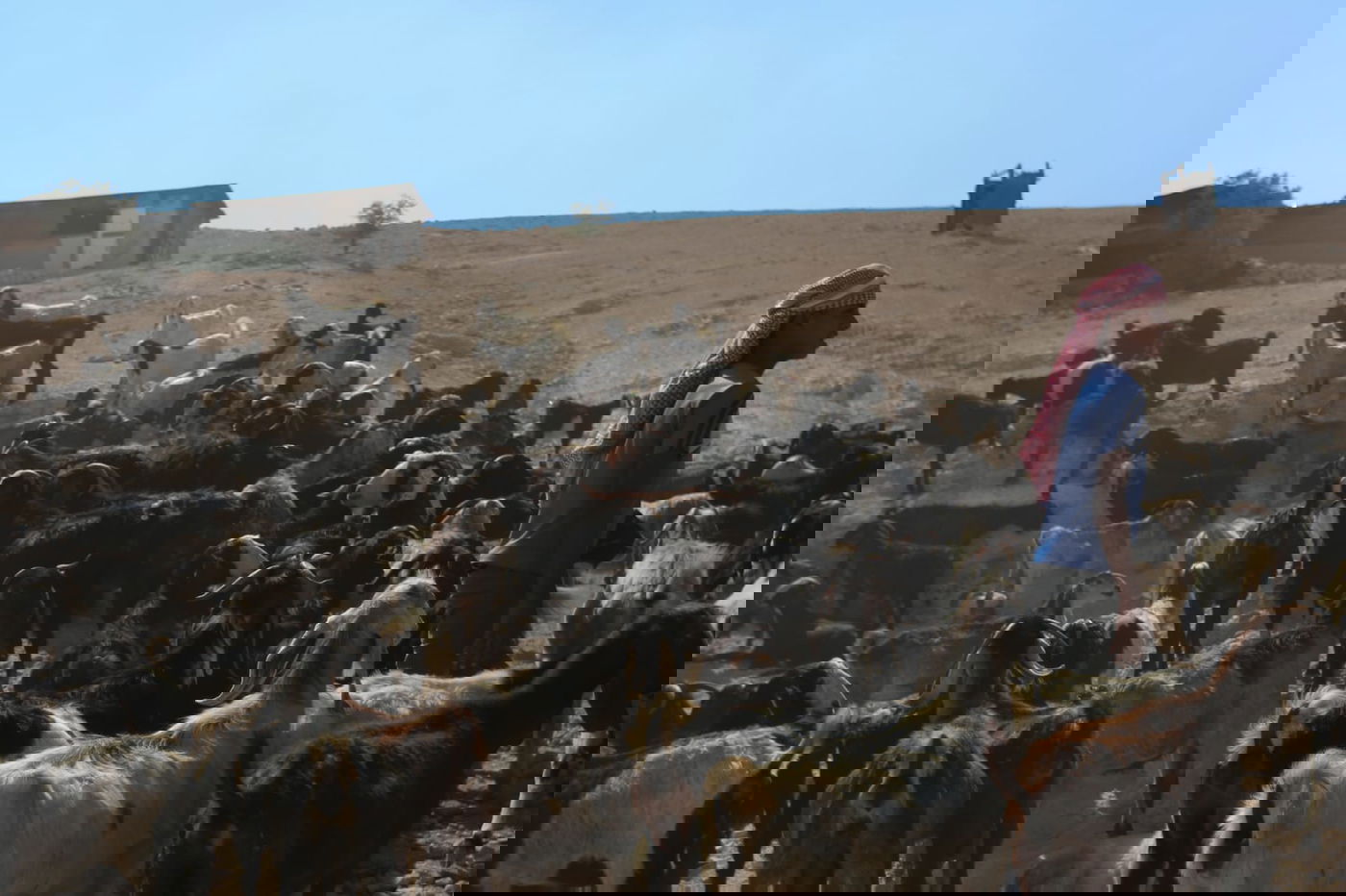 תיעוד: החיים השלווים של הבדואים במדבר יהודה