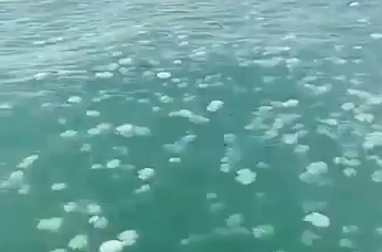 נחיל ענק של מדוזות בכניסה לנמל אשדוד