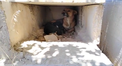 הכלב בתוך הקבר