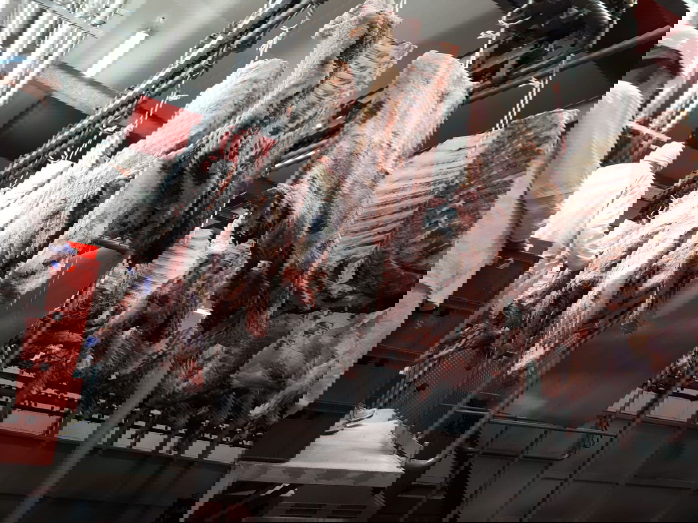 נערכים להגדלת הביקוש: הליטאים ישחטו בפולין