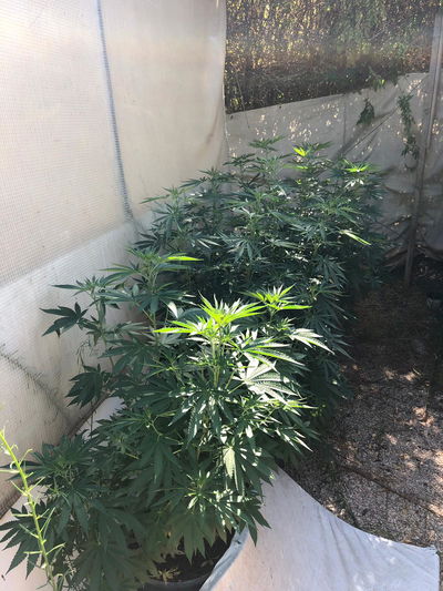 ערוגות הסמים