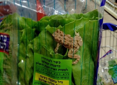 התיעוד הבחיל