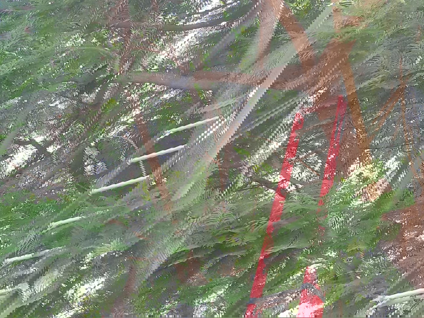 צפו: הכבאים חילצו את היונה שנתקעה בעץ