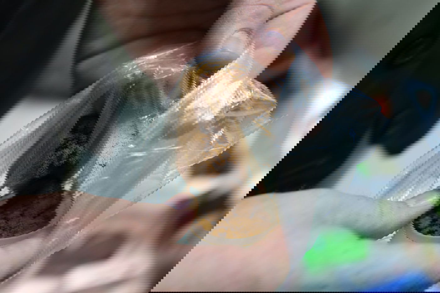 ערב הצום: כך מכינים את ה'טבק' להרחה