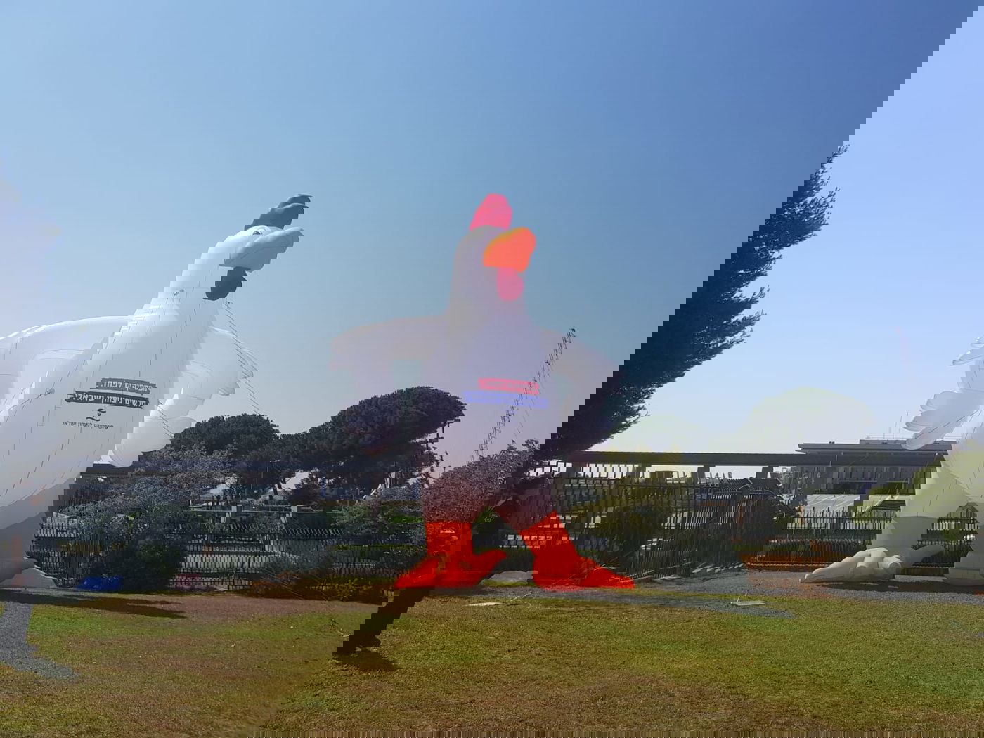 מול הכנסת: תרנגולת בגובה עשרה מטרים