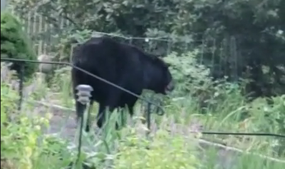תיעוד מלחיץ: דב ענק מסתובב לו ברחובות