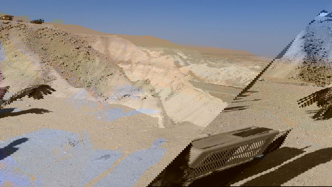 הנשר שהורעל הוחזר אל הטבע. צפו בתיעוד