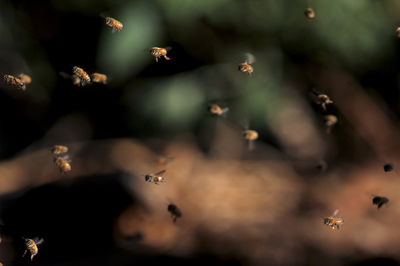 דבורים. ארכיון
