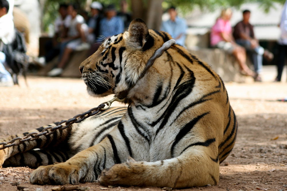 נמר עם תיירים בתאילנד