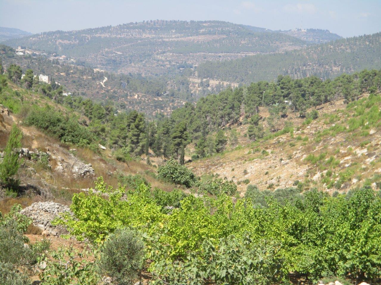 טיול דרך עדשת המצלמה לטבע הירושלמי